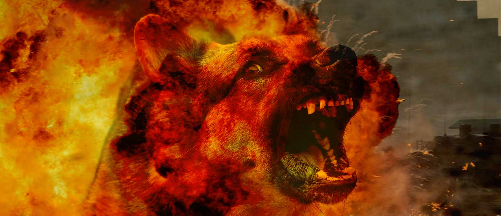 dog of war