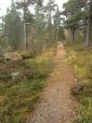 Skog til salgs. Ser ikke skogen for bare trær? Foto: Statskog BC-NC