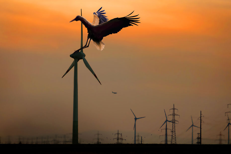 Stork på vindturbin.